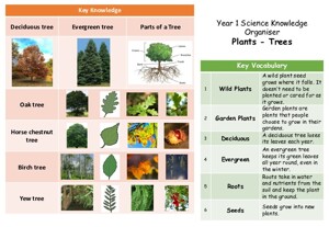 Knowledge Organiser Year 1 Plants & Trees